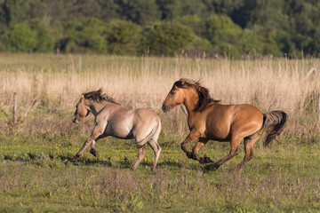 Chevaux Henson au galop