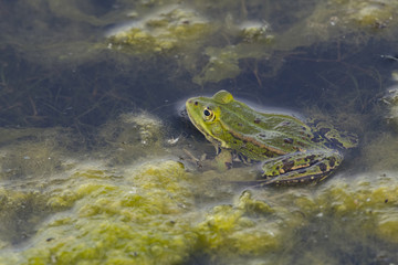 Grenouille verte,grenouille commune,Rana klepton esculenta