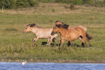 Chevaux Henson au galop