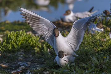 Accouplement - Mouette rieuse - Chroicocephalus ridibundus - Black-headed Gull