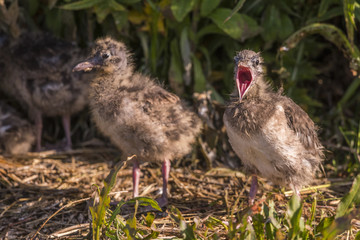 Poussin de mouette rieuse - Saison : Printemps - Lieu :  Le Crotoy, Baie de Somme, Somme, Hauts-de-France, France.