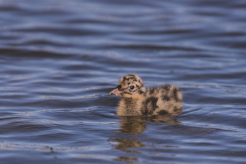 Poussin de mouette rieuse - Saison : Printemps - Lieu :  Le Crotoy, Baie de Somme, Somme, Hauts-de-France, France.
