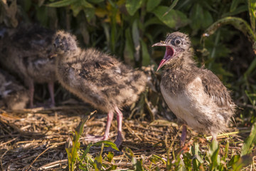 Poussin de mouette rieuse - Saison : Printemps - Lieu :  Le Crotoy, Baie de Somme, Somme, Hauts-de-France, France.