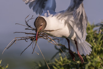 Mouettes rieuses occupées à la constructiuon du nid