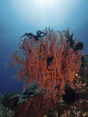 Fototapeta na wymiar Red sea fan in the tropical reef