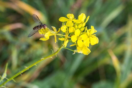 Schwebfliege auf einer blühenden Senfpflanze