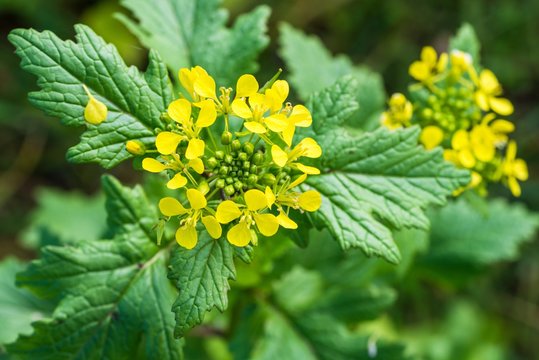 Bl&uuml;hende wilde Senf Pflanzen auf einem Ackerfeld