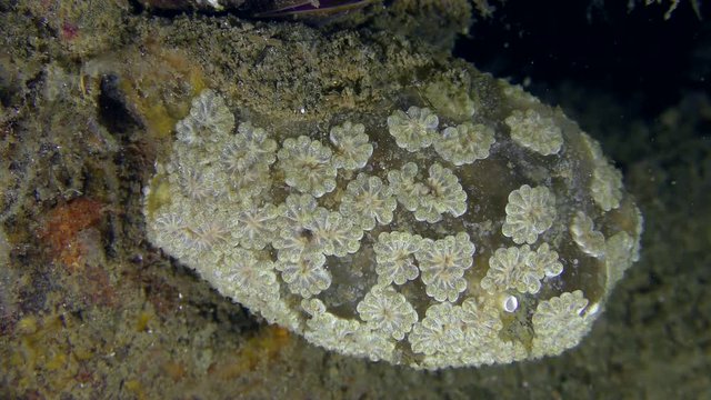 The openwork silhouette of the colonial ascidian Golden Star Tunicate (Botryllus schlosseri), medium shot.
