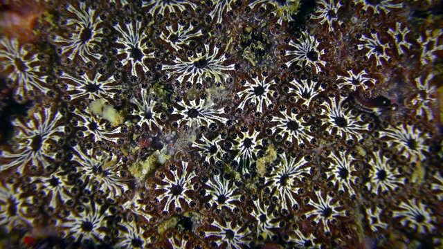 The starry surface of the colonial Golden Star Tunicate (Botryllus schlosseri), close-up.
