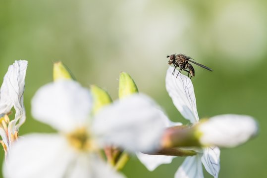 Sitzende Fliege auf einer blühenden Senfpflanze