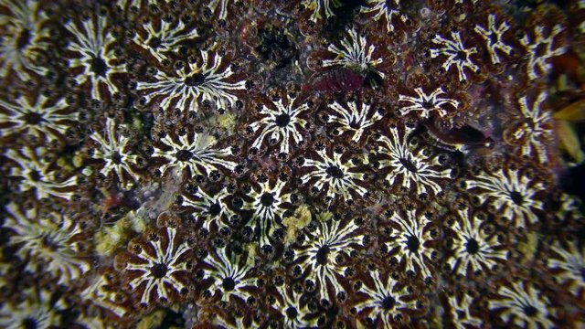 The starry surface of the colonial Golden Star Tunicate (Botryllus schlosseri), close-up.

