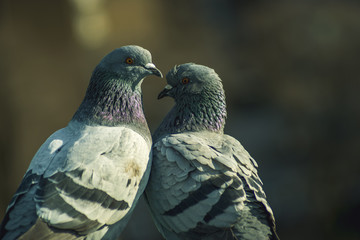 Birds in Amsterdam Vondelpark urban park 