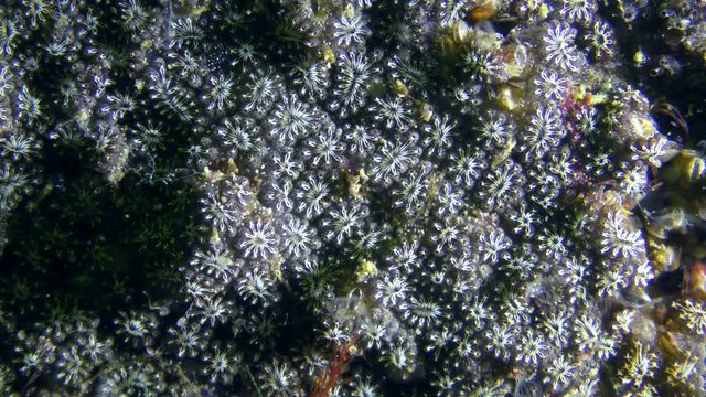 General view of the colony Golden Star Tunicate (Botryllus schlosseri), side light.
