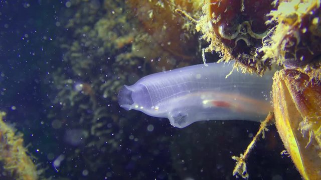 A translucent amazing bulb of Yellow Sea Squirt (Ciona intestinalis), medium shot.
