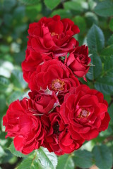 rote Rose mit Morgentau