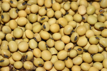 autumn harvest soy