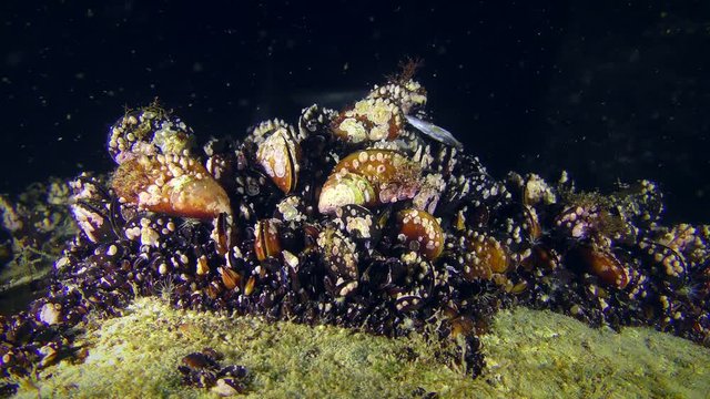 The colony of Mussel (Mytilus sp.) covered with fouling on a dark background.
