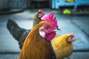 Urban Rooster 