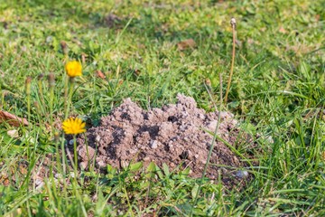 Close up of a molehill on a meadow