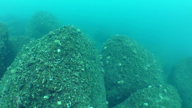 The camera moves over the stones covered with Mussel (Mytilus sp.).
