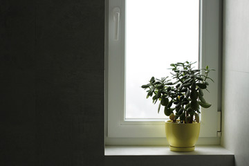 House plants on window.