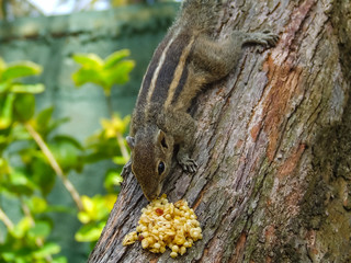 Sri Lanka