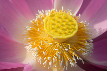 A lotus flower. The background is the lotus leaf and pink lotus flower and lotus bud. Viet Nam