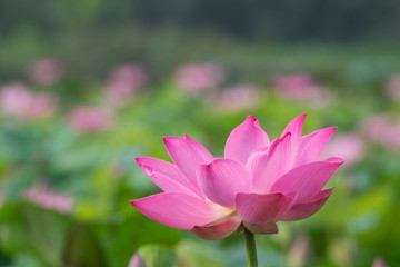 Beautiful flowers background. Beauty blossom white lotus flower, a yellow pistil with green leaf background in a pond in the early morning