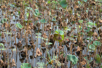 Lotus field is drought in summer season