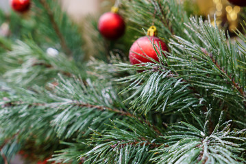 pine branches with red Christmas balls