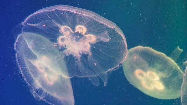 Jellyfish dance in the water