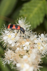 black and red insect is climbing on the white flower 
