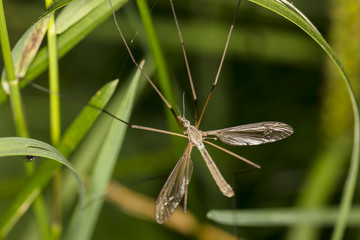 picture of mosquito from very close, close up