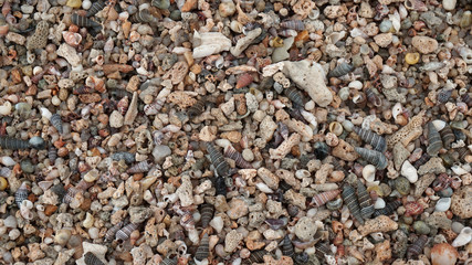 Shell and coral placer