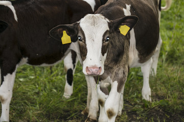 portrait of one calf, they look at the camera