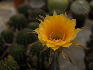 macro cactus top view
