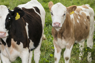 portrait of calves, they look at the camera