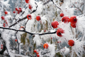 Hawthorn berries in the frost