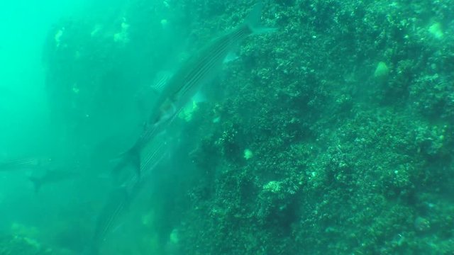 The camera slowly approaches a flock of fish Golden grey mullet (Liza aurata) that eat eggs and sperm of Mussels (Mytilus sp.).
