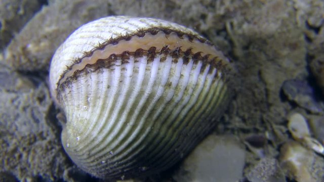 Ark Clam (Anadara inaequivalvis) on the seabed, close-up.
