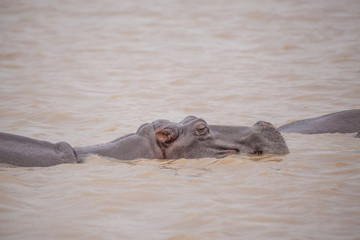 Fototapeta premium Nilpferd