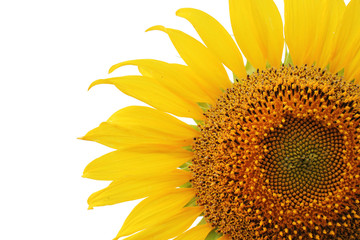 Crop of sunflower with white blank space backgruond on the left