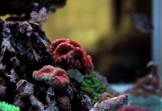 Blastomussa lps coral in reef aquarium tank