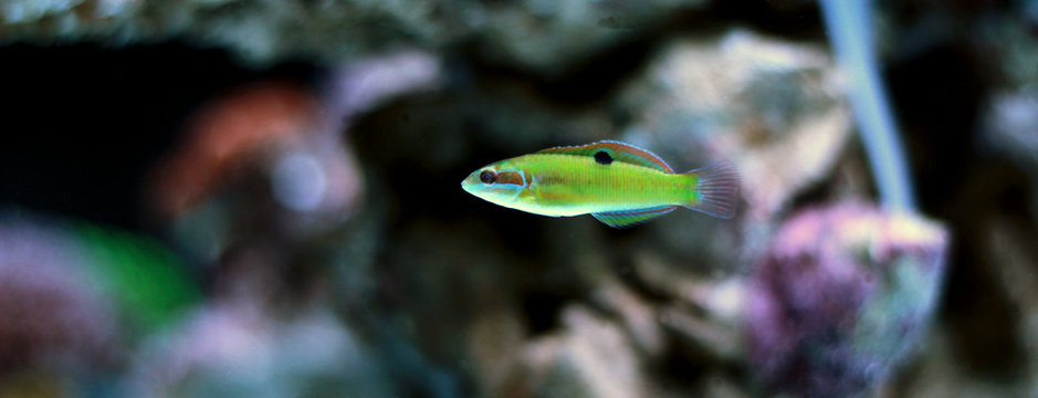 Green moon wrasse aegean sea fish (Thalassoma Pavo)