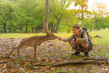 Crouched travel woman feeds a small Nara deer in a Japanese park at sunset. Female enjoying a...