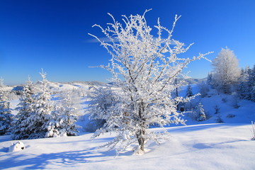 Winter landscape, nature covered with snow