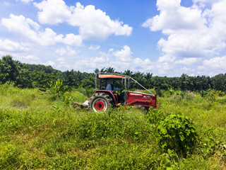 The gardener is driving a pushcart to adjust the area of the oil palm plantation to make it suitable for planting other plant between rows of palm trees.