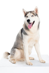 studio shot of siberian husky dog, isolated on white © LIGHTFIELD STUDIOS