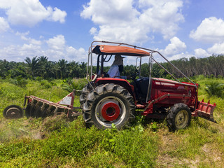 The gardener is driving a pushcart to adjust the area of the oil palm plantation to make it suitable for planting other plant between rows of palm trees.