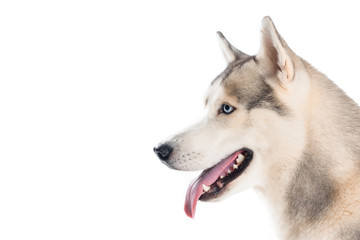 studio shot of siberian husky dog, isolated on white